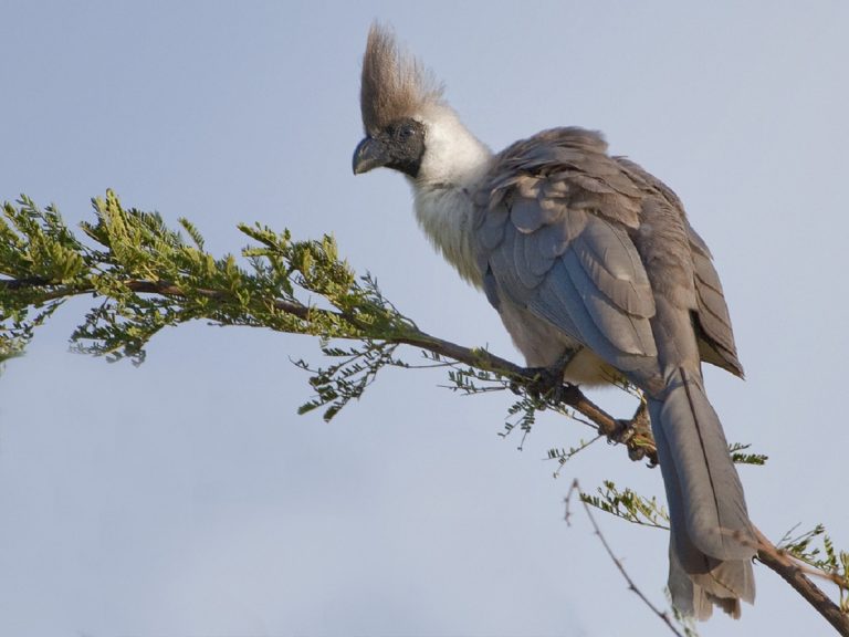 What Bird Goes Who Who Who: Identifying The Nighttime Calls