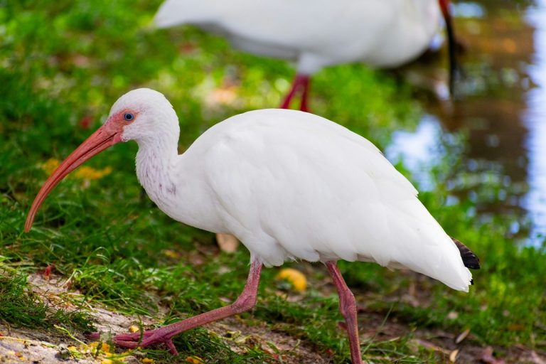 What Birds Are White – Stunning Feathered Beauties You Must See