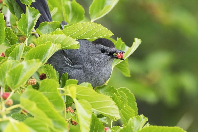 What Birds Eat Mulberries: Key Species and Feeding Habits