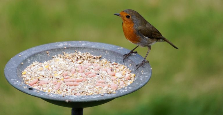 What Birds Eat Slugs: Natural Pest Controllers for Your Garden