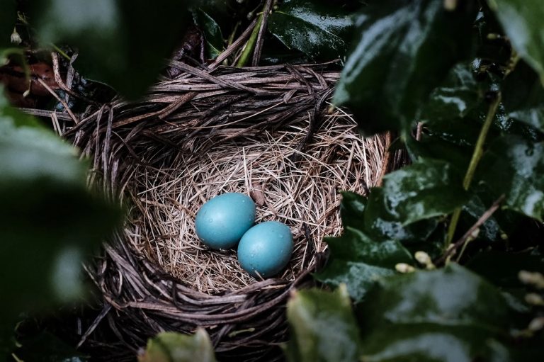 What Birds Lay Small Blue Eggs: Discover The Tiny Treasures of Nature