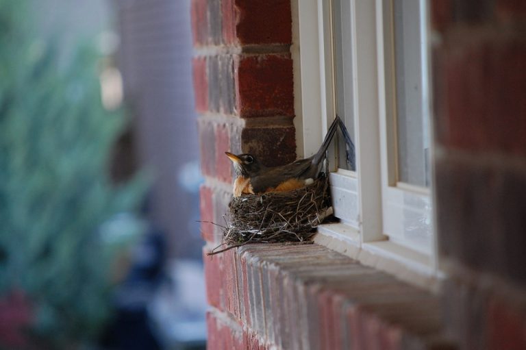 What Does It Mean When a Bird Sleeps on Your Porch? Signs and Insights