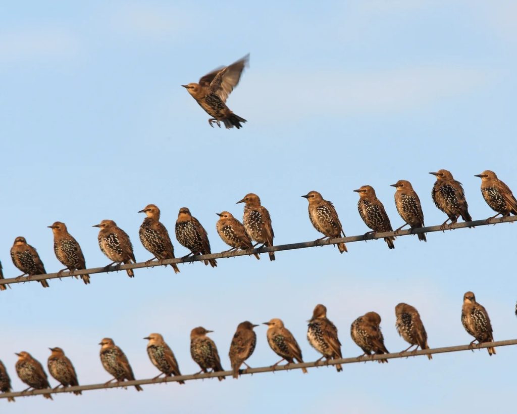 When Do Baby Birds Hatch? Understanding Timing and Factors