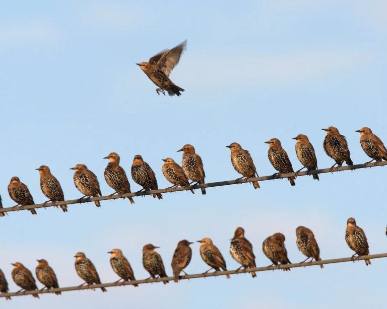 What Makes Birds Explode: Causes, Myths, And Real-Life Explanations