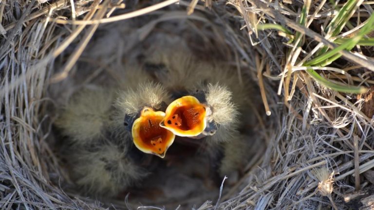 When Do Baby Birds Hatch? Understanding Timing and Factors