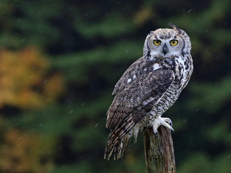 White Great Horned Owl: Discover The Majestic Night Hunter