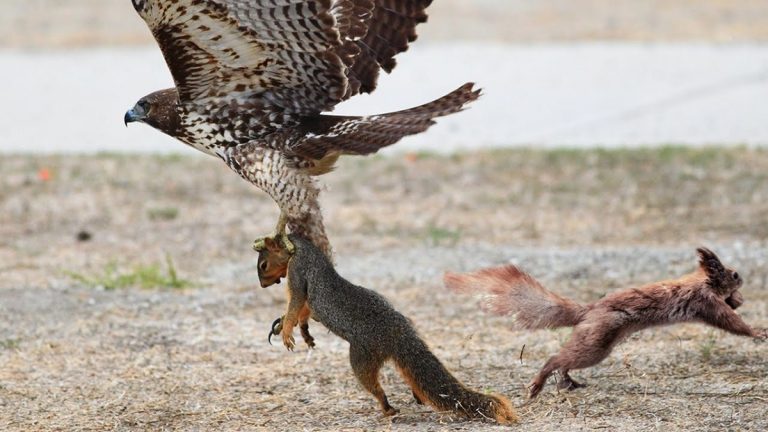 Why Do Birds Attack Squirrels: Understanding Aggressive Backyard Behavior