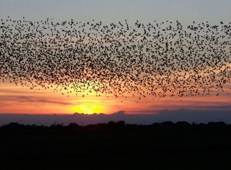 Why Do Birds Gather at Dusk: Surprising Behaviors You Need to Know