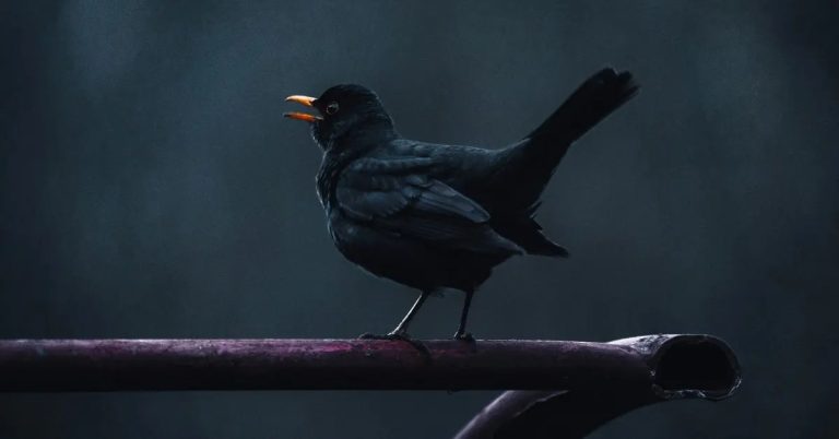 Why Do Birds Tweet At Night: Uncovering The Secrets Of Nighttime Chirps
