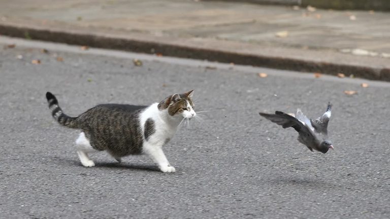 Why Do Cats Catch Birds And How To Protect Wildlife Safely