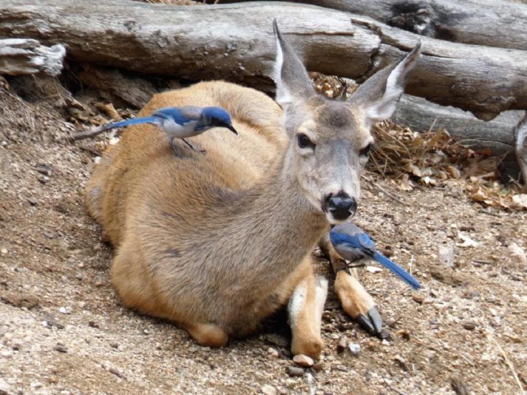 Why Do Deer Eat Birds: Surprising Feeding Behavior Explained