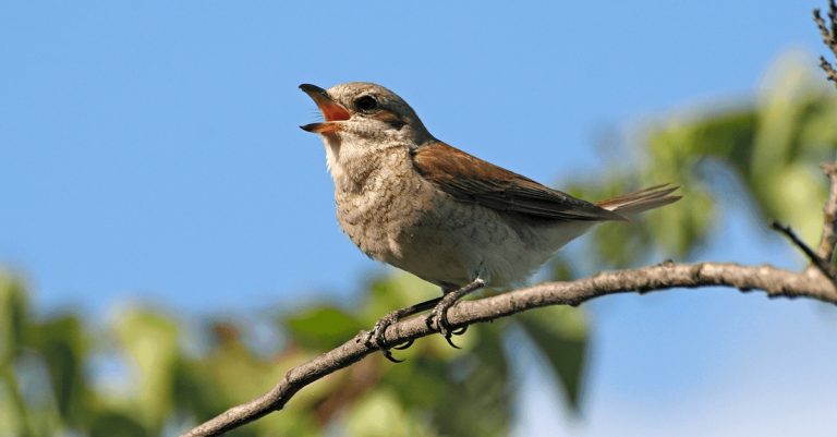 Why Do I Hear Birds Chirping In My Head: Understanding The Causes And Solutions