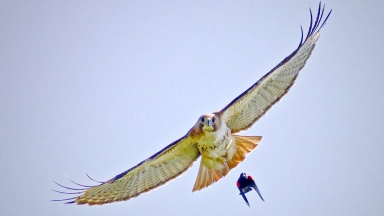 Why Do Little Birds Chase Hawks: Understanding Brave Feathers In Action