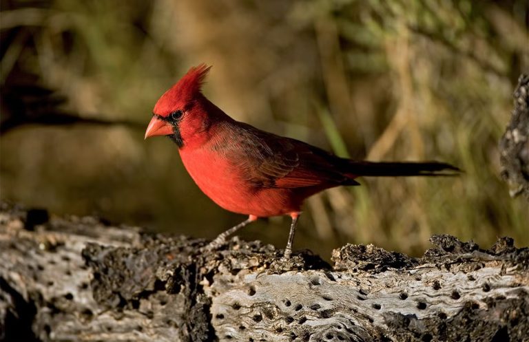 Are There Cardinal Birds In Arizona: Sightings, Habitats, and Tips for Birdwatchers
