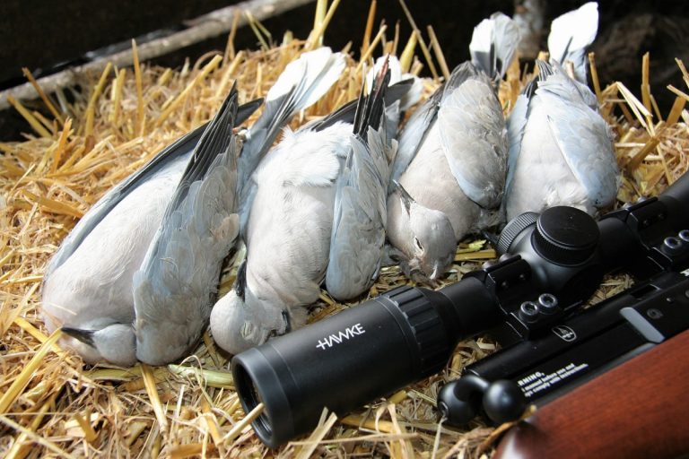 Can A Airsoft Gun Kill A Bird: Power, Risks, and Legal Consequences