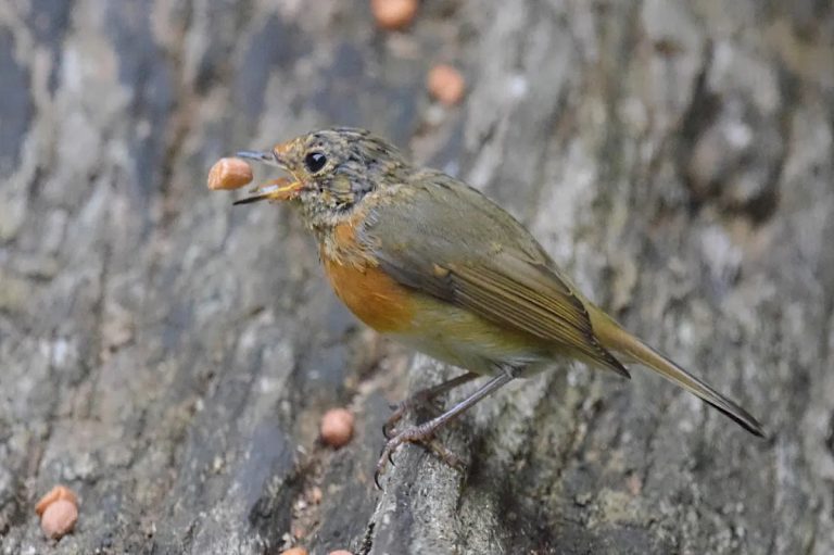 Can Birds Eat Walnuts: Safe Feeding Tips and Nutritional Benefits