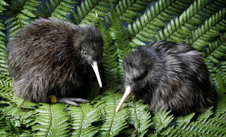 Can Kiwi Birds Fly: Facts About Flightless Birds and Their Adaptations