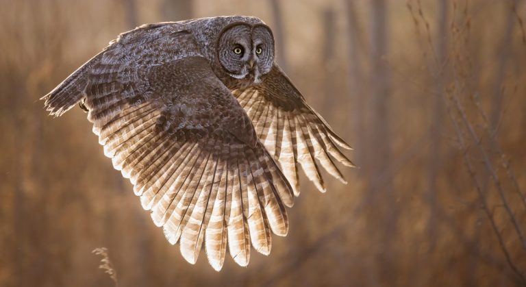 Great Grey Owl Lifespan: How Long These Majestic Birds Live
