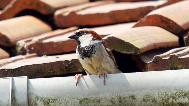 How To Keep Birds Out Of Your Carport: Simple And Effective Solutions