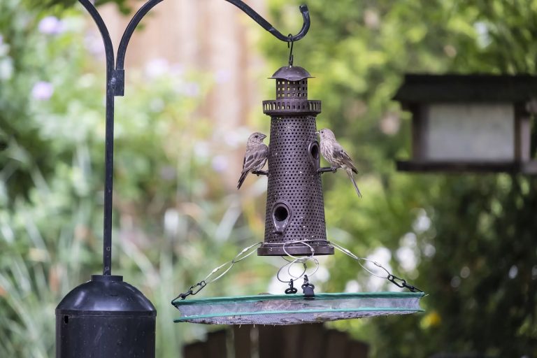 How To Stop Bird Seed From Growing Under Feeder: Easy Tips To Prevent Unwanted Sprouts