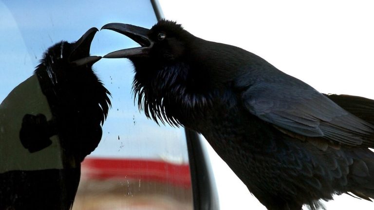 How To Stop Birds From Destroying Window Screens: Effective Tips That Work