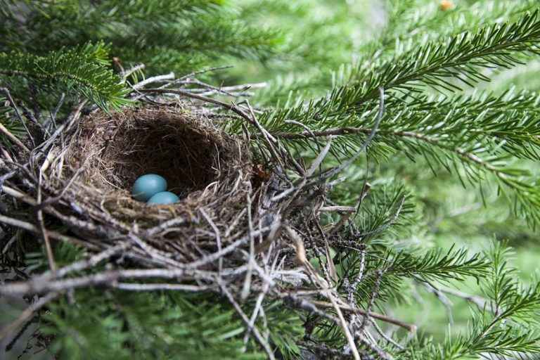 Should You Remove Old Bird Nests From Trees: Key Tips For Safety And Hygiene