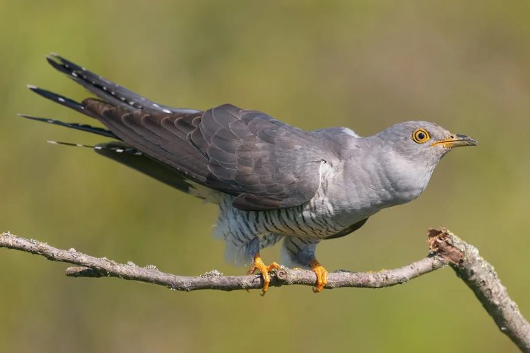 What Are Female Birds Called: Names, Terms, and Interesting Facts