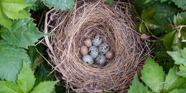 What Birds Lay Eggs In Other Birds Nests: Fascinating Brood Parasites Explained