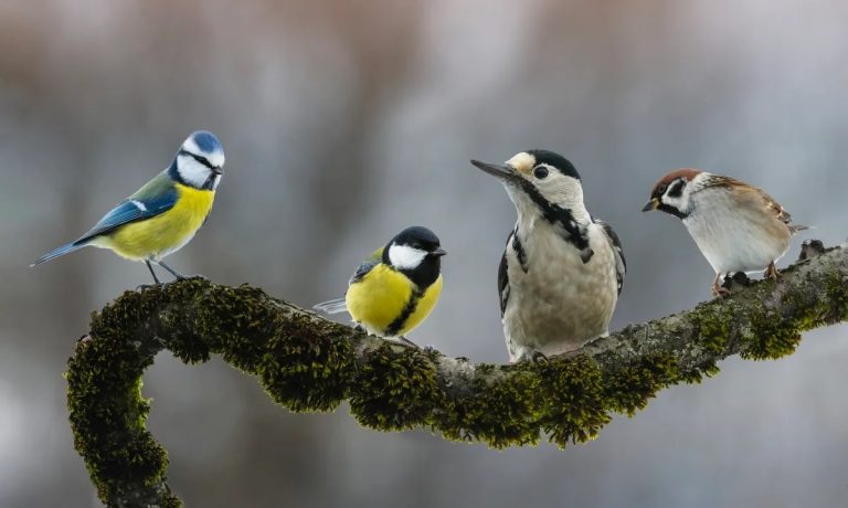 What Can Birds Do: 15 Incredible Abilities That Will Surprise You