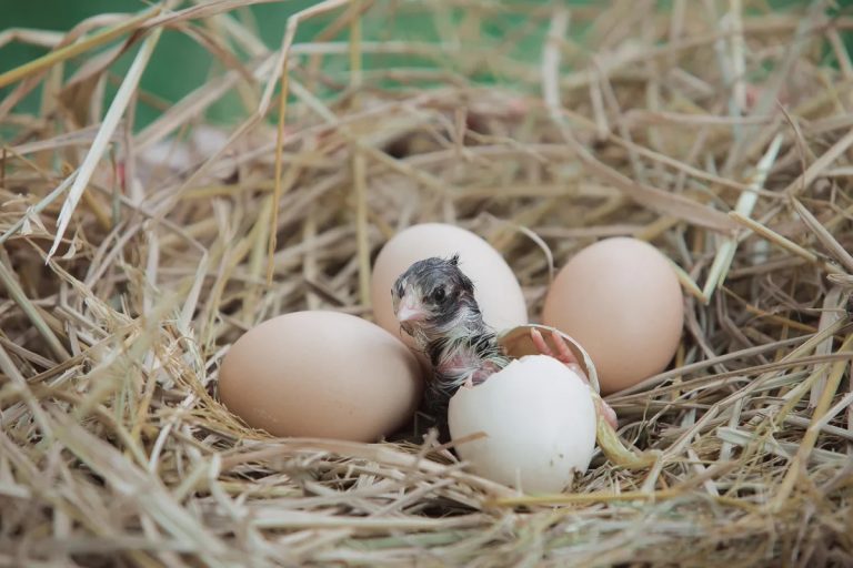 When Do Birds Hatch: Timing, Stages, and What To Expect