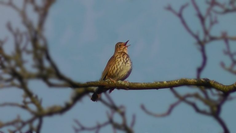 Why Do Birds Chirp At 2AM: Surprising Reasons Behind Nighttime Birdsong